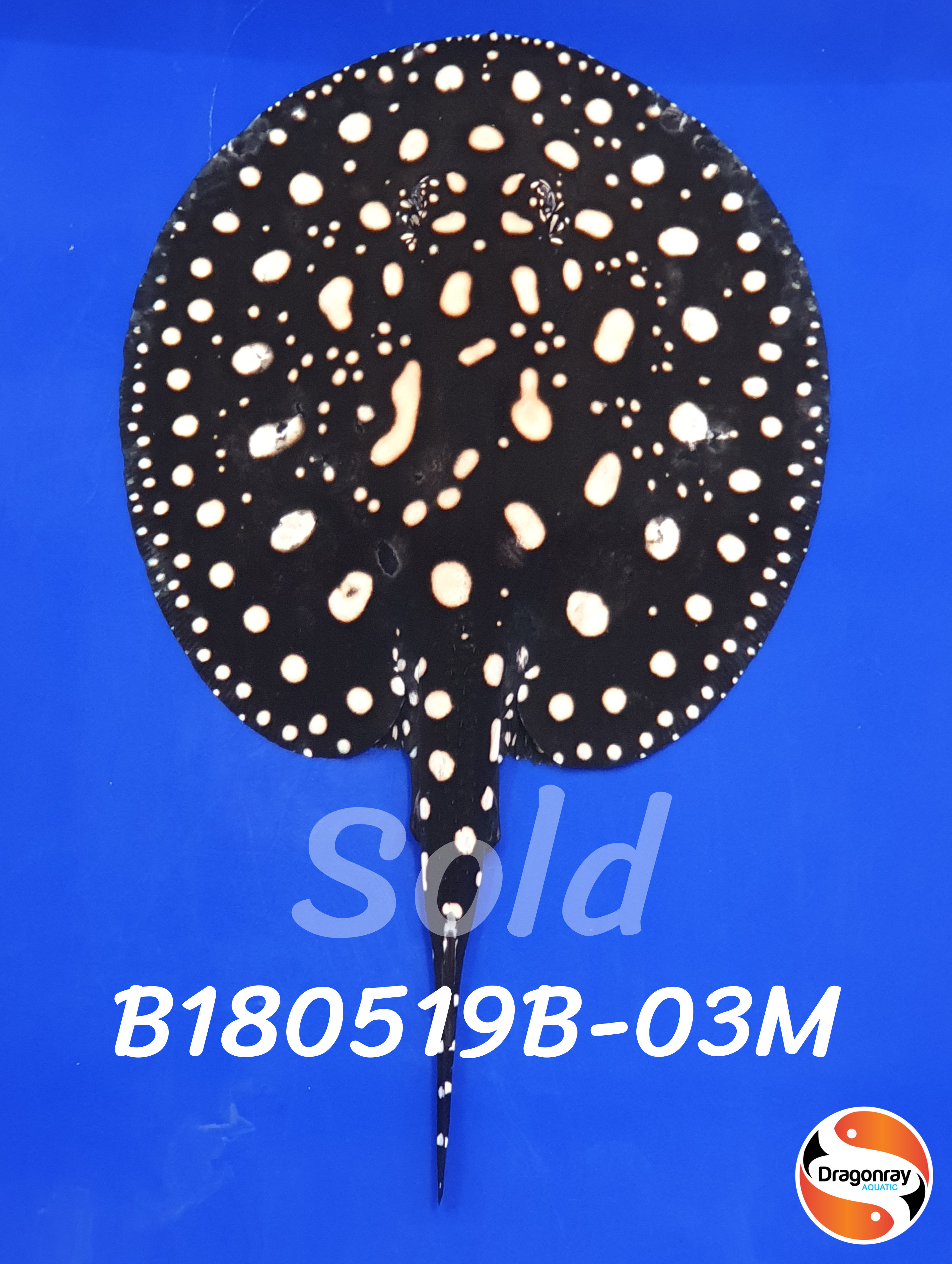 B180519B-03M